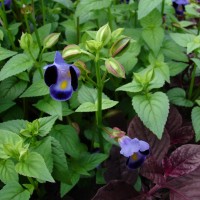 Torenia fournieri Linden ex E.Fourn.